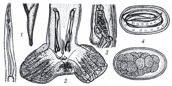 Рис. 1. Amidostomum anseris.