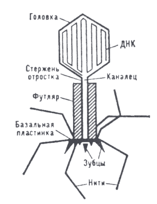 Схема строения частицы бактериофага Т-2 кишечной палочки.