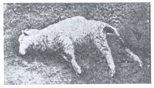 Рис. 2. Овца, больная брадзотом, перед смертью.