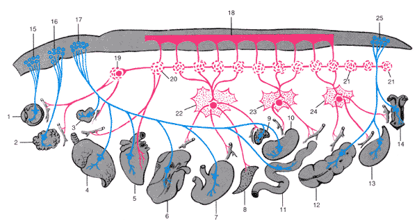 Схема вегетативной нервной системы.