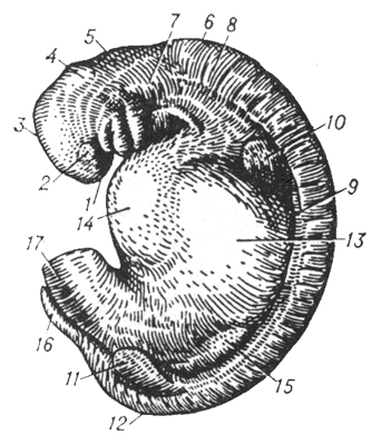 Рис. 3. Зародыш крупного рогатого скота, длина 9 мм, возраст около 4 недель.