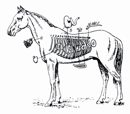 Зоны кожной проекции висцеральных раздражений у лошади с левой стороны.