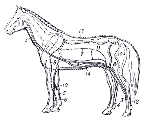 Рис. 1. Схема топографического расположения каналов и активных точек лошади..