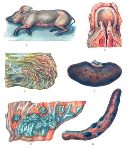 Рис. 2. Патолого-анатомические изменения органов свиней при классической чуме.