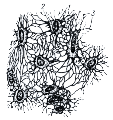 Рис. 1. Костные клетки (вид с поверхности).