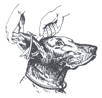 Ампутация ушной раковины у собаки.