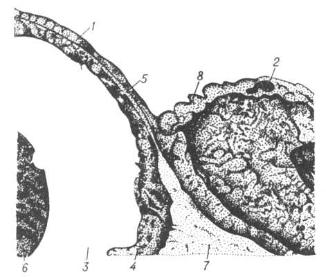 Рис. 4. Перегородки между полостями альвеолы и капилляра в лёгком млекопитающего под электронным микроскопом.