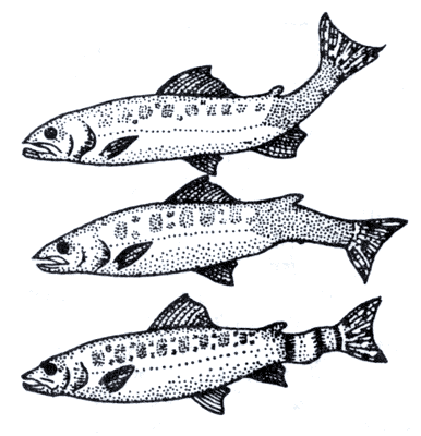 Почернение хвостового отдела туловища и искривление позвоночника у рыб при миксозомозе.