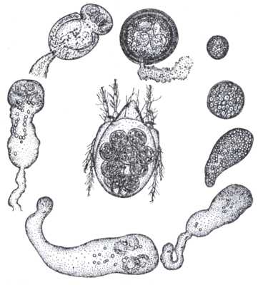 Рис. 2. Развитие личинок мониезий в теле орибатидного клеща (по Кузнецову).