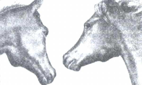 Рис. 2. Увеличение подчелюстных лимфатических узлов лошади при мыте.