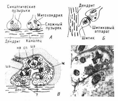 Рис 2. Электронномикроскопическое строение синапсов.