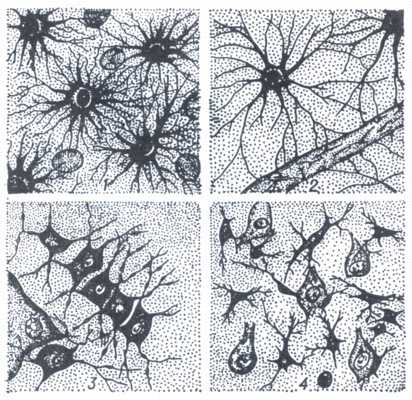 Рис. 3. Различные виды нейроглии.