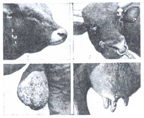 Рис. 1. Папилломатоз крупного рогатого скота.