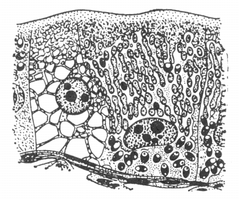 Рис. 2. Клетки ткани гусеницы (начало спорообразования ноземы).