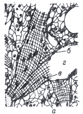 Рис. 2. Схема строения венозного синуса.