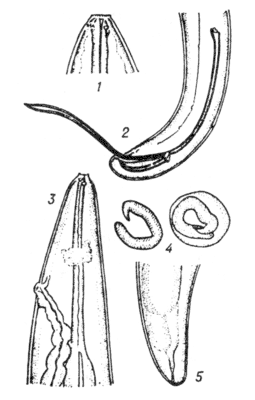 Рис. 1. Stephanofilaria stilesi.