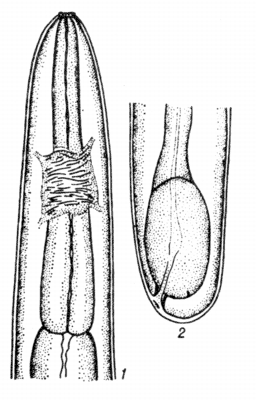 Рис. 2. Личинка 3-й стадии Stephanofilaria stilesi.