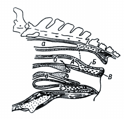 Схема тазовых выпячиваний брюшины у самок.