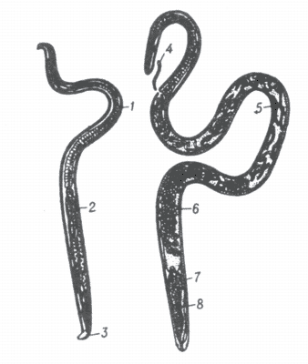 Рис 1. Trichinella spiralis (слева — самец, справа — самка).