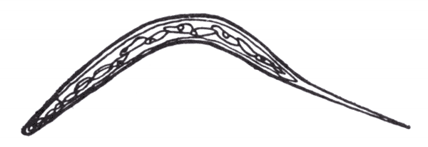 Рис. 1. Инвазионная личинка Trichonema longibursatum.