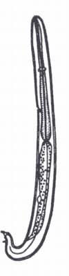Рис. 2. Личинка 1-й стадии Cystocaulus ocreatus.