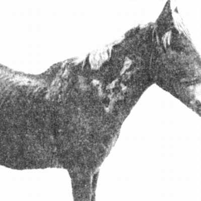 Рис. 2. Локальная форма эпизоотического лимфангита у лошади.