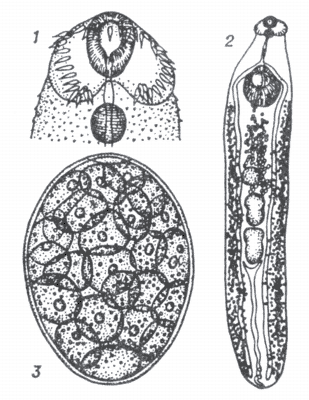 Рис. 1. Echinostoma revolutum.