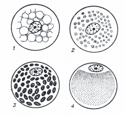 Рис. 1. Типы яйцеклеток по количеству и распределению желтка.