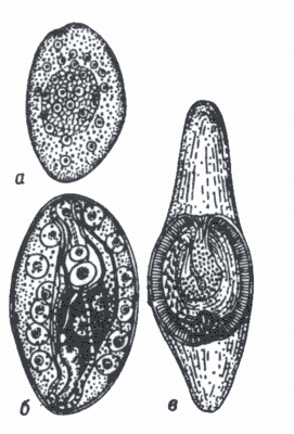 Рис. 2. Стадии развития Polymorphus magnus (по Петроченко).