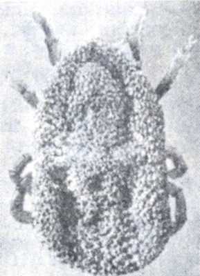 Рис. 2. Клещ Alectorobius coniceps.
