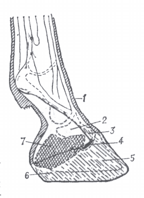 Схема верхней артротомии копытного сустава у лошади (по Кузнецову).