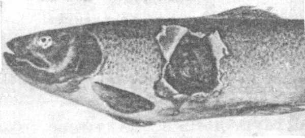 Рис. 2. Вскрывшийся фурункул у радужной форели при подостром течении аэромоноза лососёвых.