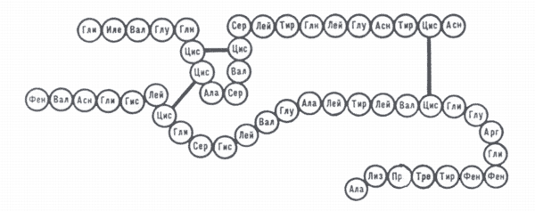 Схема аминокислотной последовательности в молекуле мономера инсулина быка.