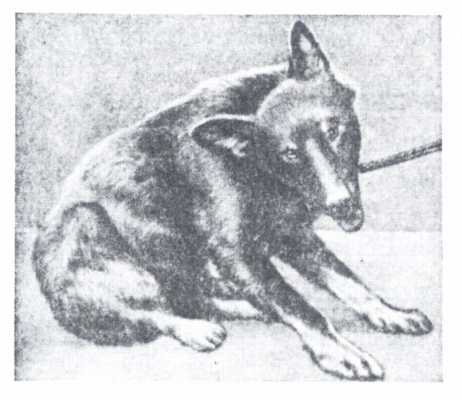 Рис. 1. Паралич мышц нижней челюсти и задних конечностей у собаки при бешенстве.