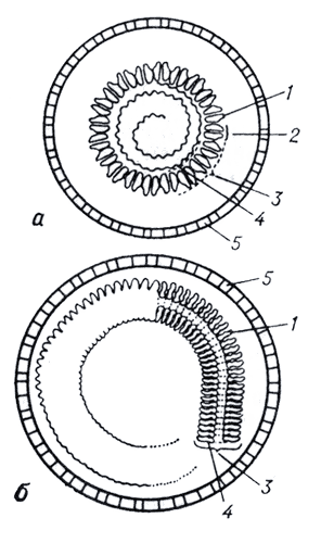 Схематическое изображение сферического вируса и вируса со спиральной симметрией.