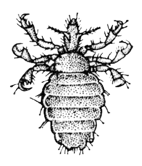 Рис. 1. Самка Haematopinus suis с дорзальной стороны (по Маркевичу).