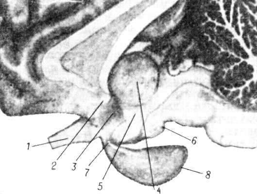 Рис. 1. Гипоталамус (сагиттальный разрез мозга быка).