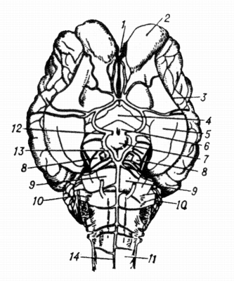 Рис. 2. Головной мозг крупного рогатого скота с базальной поверхности..