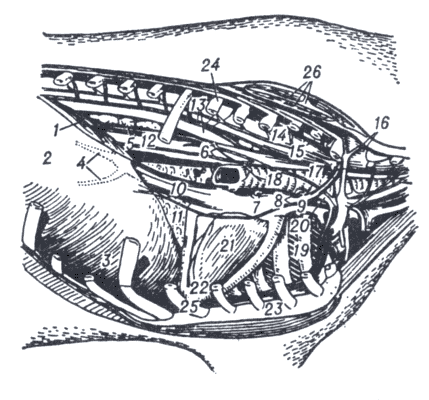 Рис. 2. Топография органов грудной полости крупного рогатого скота после удаления правой рёберной стенки.
