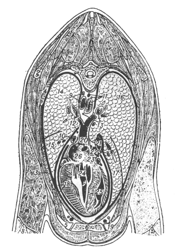 Рис. 3. Топография органов грудной полости на поперечном разрезе туловища на уровне 5-го грудного позвонка.