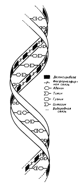 Схема двойной спирали ДНК.