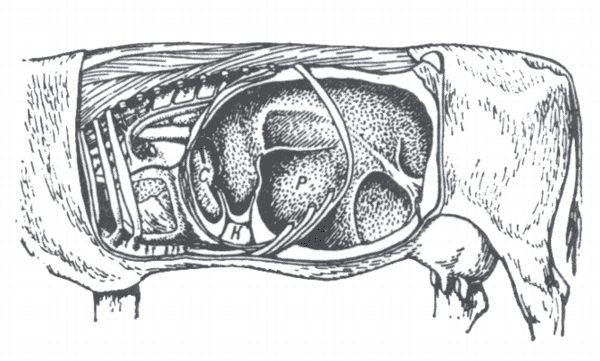 Рис. 2. Положение желудка у коровы (вид слева).