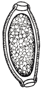 Рис. 2. Яйцо Capillaria caudinflata.