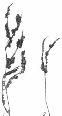 Рис. 1. Растения, поражённые грибом Claviceps paspali.