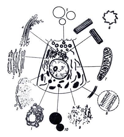 Рис. 1. Светоскопическая картина клетки и электронно-микроскопическое строение её структурных элементов.