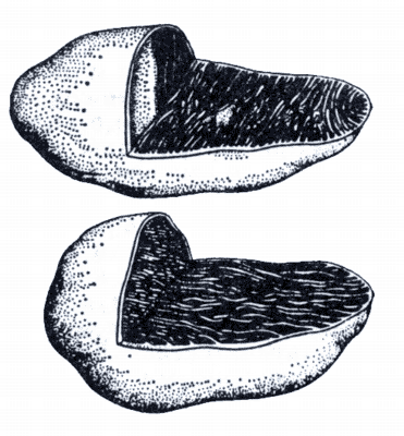 Рис. 4. Митохондрии, содержащие кристы и трубочки.