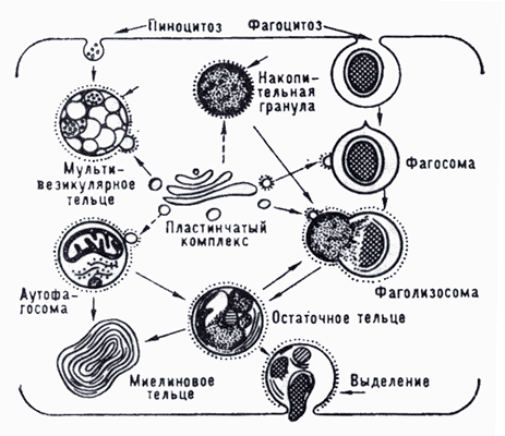 Рис. 5. Схема внутриклеточного пищеварения с участием лизосом (по Де Дюву).