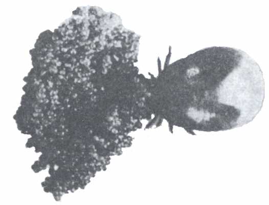 Рис. 2. Откладка яиц самкой Ixodes ricinus.