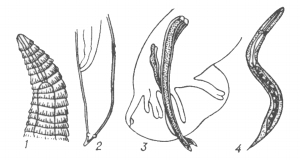 Crenosoma vulpis.
