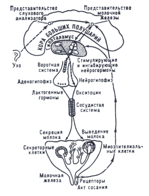 Схема регуляции функции молочной железы.